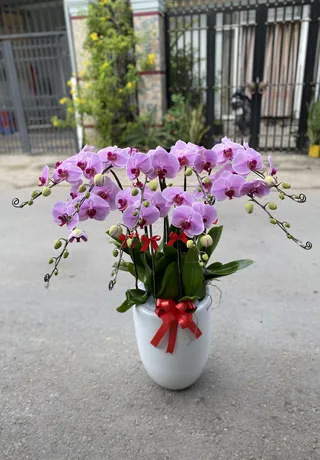 Chậu Lan Hồ Điệp Hải Phòng 26