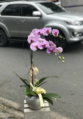 Chậu Lan Hồ Điệp Hồng Tất Niên