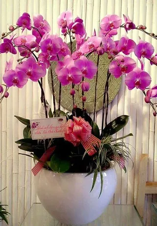 Chậu Lan Hồ Điệp Hồng Đại Hội