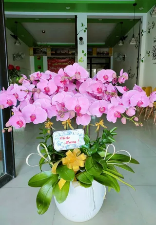 Chậu Lan Hồ Điệp Hồng 08