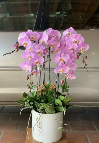 Chậu Lan Hồ Điệp Hồng 09