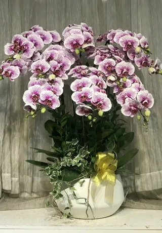 Chậu Lan Hồ Điệp Hồng 13