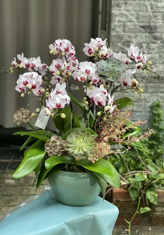 Chậu Lan Hồ Điệp Hồng 16
