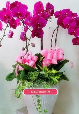 Chậu Lan Hồ Điệp Tím Mộng Mơ