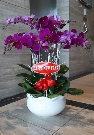 Chậu Lan Hồ Điệp Tím Cảm Ơn