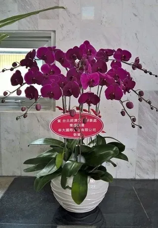 Chậu Lan Hồ Điệp Tím Sang Trọng