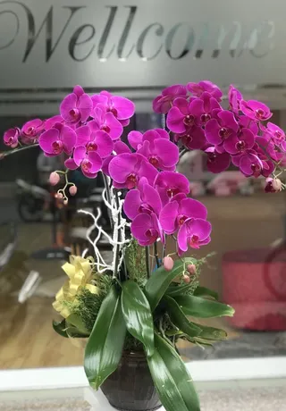 Chậu Lan Hồ Điệp Tím Đại Hội