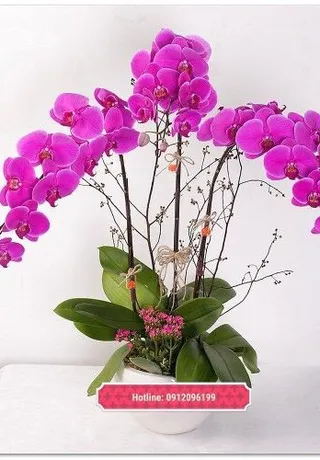 Chậu Lan Hồ Điệp Tím Hòa Hợp