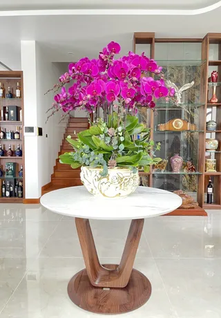 Chậu Lan Hồ Điệp Tím 11