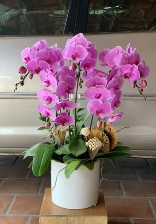 Chậu Lan Hồ Điệp Tím 14