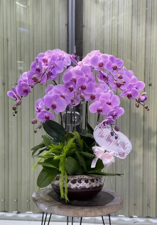 Chậu Lan Hồ Điệp Tím 16