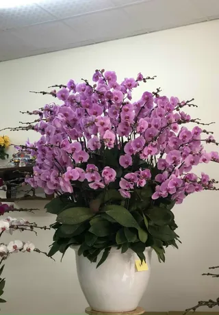 Chậu Lan Hồ Điệp Tím 18