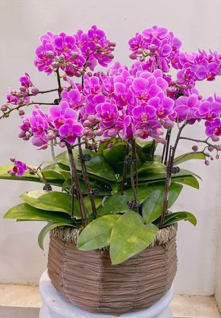 Chậu Lan Hồ Điệp Tím 19