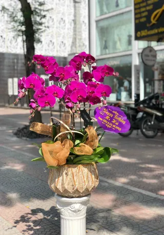 Chậu Lan Hồ Điệp Tím 20