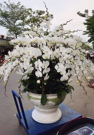 Chậu Lan Hồ Điệp Trắng Cảm Ơn