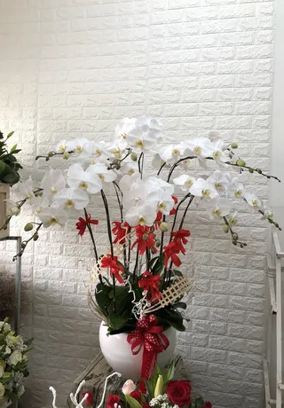 Chậu Lan Hồ Điệp Trắng Tết Niên