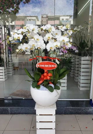 Chậu Lan Hồ Điệp Trắng Đại Hội