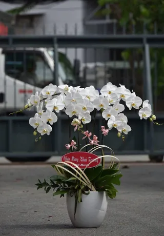 Chậu Lan Hồ Điệp Trắng Ngày Lễ