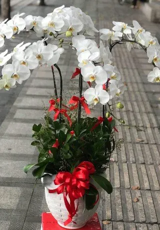 Chậu Lan Hồ Điệp Trắng Thăng Chức