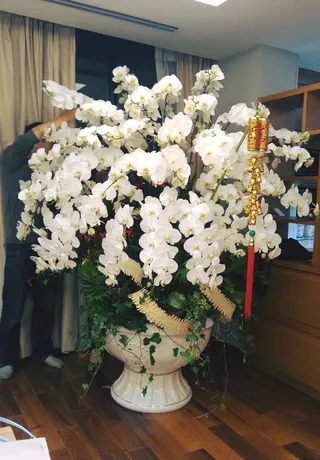 Chậu Lan Hồ Điệp Trắng Đoàn Tụ