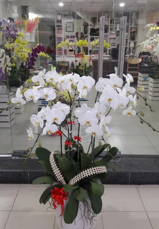 Chậu Lan Hồ Điệp Trắng Sum Họp