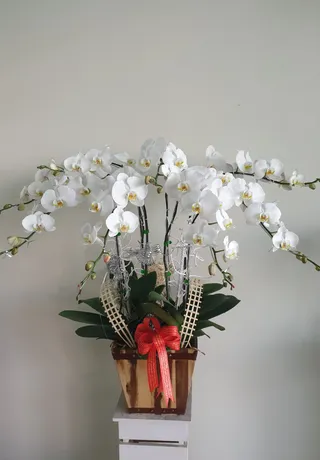 Chậu Lan Hồ Điệp Trắng Mừng Thọ