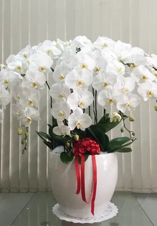 Chậu Lan Hồ Điệp Trắng Chúc Tết