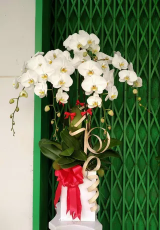 Chậu Lan Hồ Điệp Trắng 30