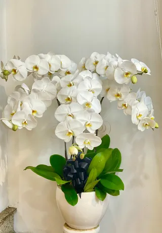 Chậu Lan Hồ Điệp Trắng 31