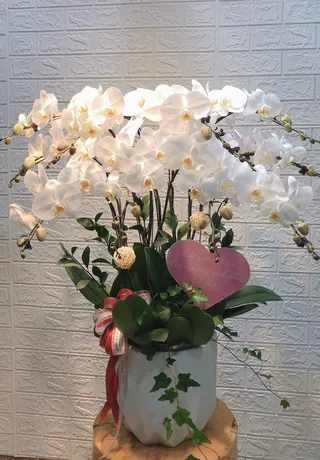 Chậu Lan Hồ Điệp Trắng 32