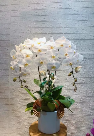 Chậu Lan Hồ Điệp Trắng 33