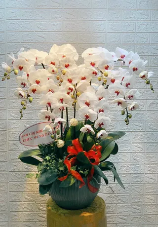 Chậu Lan Hồ Điệp Trắng 34