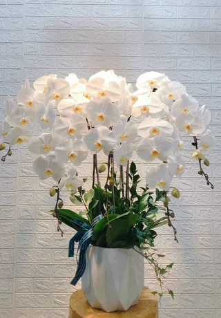 Chậu Lan Hồ Điệp Trắng 35