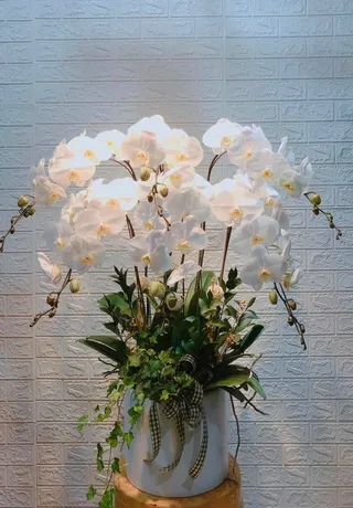 Chậu Lan Hồ Điệp Trắng 36