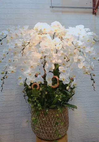 Chậu Lan Hồ Điệp Trắng 37