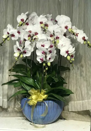 Chậu Lan Hồ Điệp Trắng 38