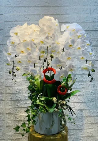 Chậu Lan Hồ Điệp Trắng 39