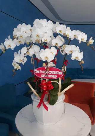 Chậu Lan Hồ Điệp Trắng 40