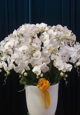 Chậu Lan Hồ Điệp Trắng 42