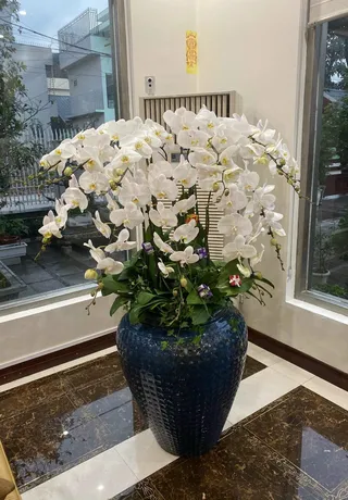 Chậu Lan Hồ Điệp Trắng 43