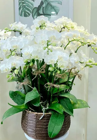 Chậu Lan Hồ Điệp Trắng 45