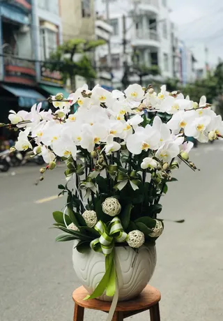 Chậu Lan Hồ Điệp Trắng 46