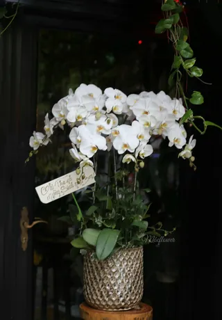 Chậu Lan Hồ Điệp Trắng 47