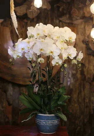 Chậu Lan Hồ Điệp Trắng 48