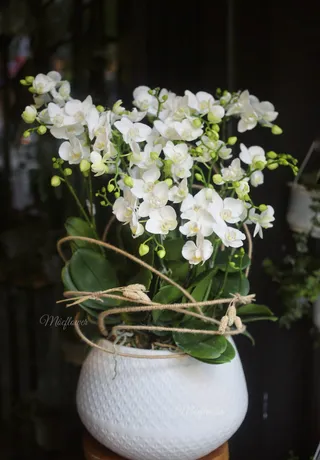 Chậu Lan Hồ Điệp Trắng 49