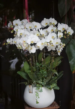 Chậu Lan Hồ Điệp Trắng 50