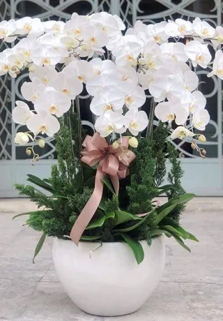Chậu Lan Hồ Điệp Trắng Cưới Hỏi