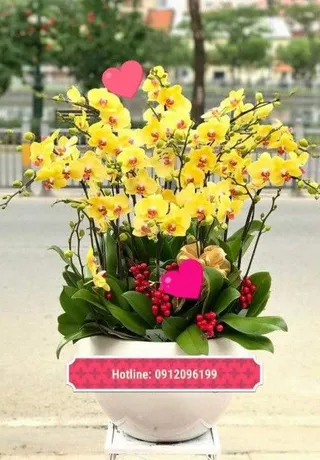 Chậu Lan Hồ Điệp Vàng Sang Trọng