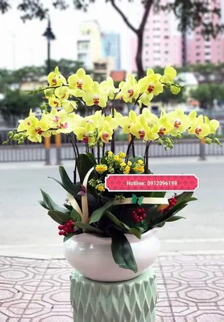 Chậu Lan Hồ Điệp Vàng Quý Phái