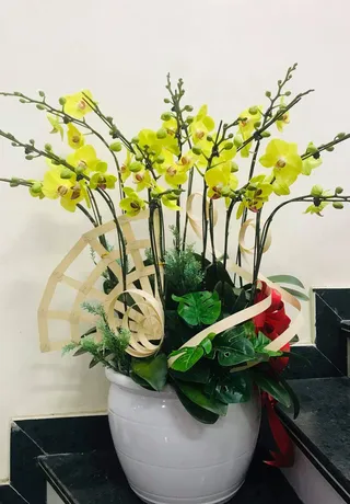 Chậu Lan Hồ Điệp Vàng Thăng Chức